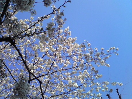 4209_cherry_blossoms