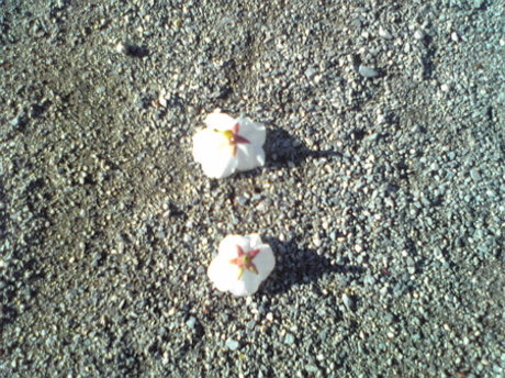 4209_cherry_blossoms_1